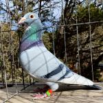 

Blue Porsche - Son of Prince Porsche and Olympic Miss Million 595. 1st Olympic Ace pigeon and full sister to Olympic Miss million 210 also 1st Olympic Ace pigeon.