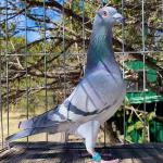 
Champion racing pigeon from AfrikaPro - 9th prize final race. Truly an incredible hen hand selected by Ken Easley at the auction in Africa after the race.